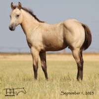 Catcha Ghost Flite's 2023 Buckskin Colt
